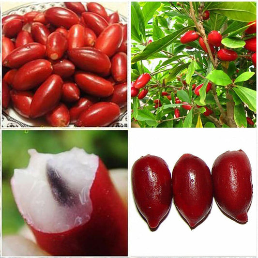 RARE Miracle fruit seeds, Miracle berry