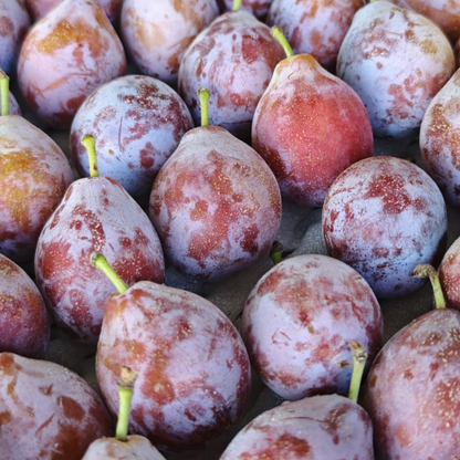 Lonicera Caerulea Fruit Seeds