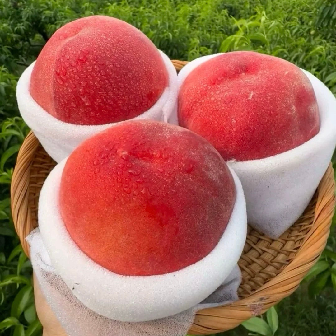 🍑 Longevity Peach Tree Seeds