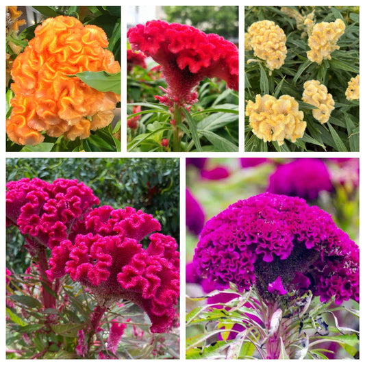 DWARF CORAL GARDEN MIX COCKSCOMB🌿CELOSIA CRISTATA SEEDS