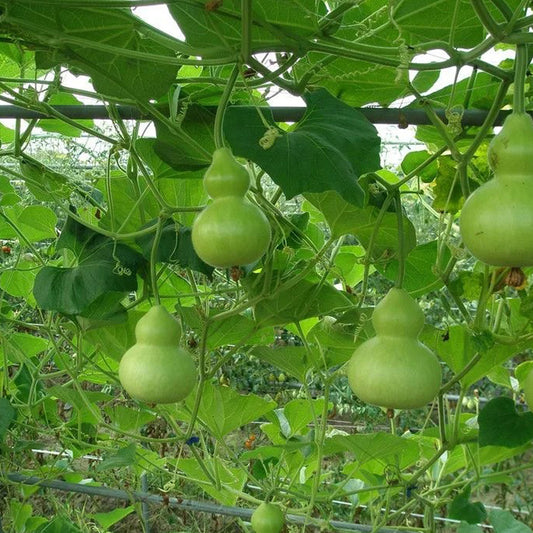 Small gourd seeds