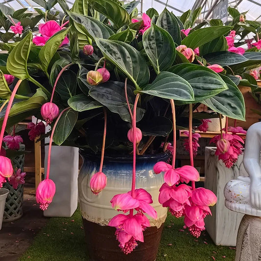 Medinilla Magnifica🌺LOTUS LANTERN FLOWER SEEDS
