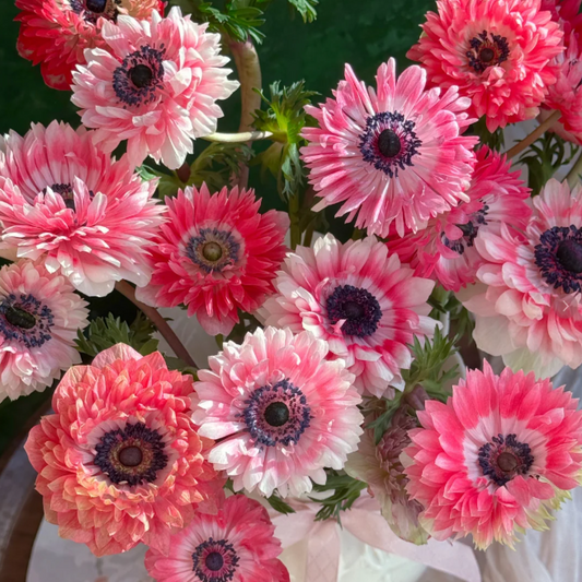 Elegant Anemone Flower Seeds – Vibrant Blooms for Gardens & Pots | Easy to Grow & Long-Lasting Color