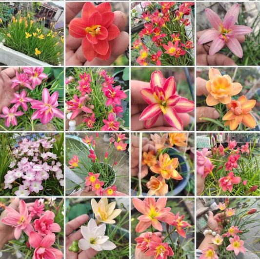 Rain Lily🌼Wind and Rain Orchid seed Bulbs