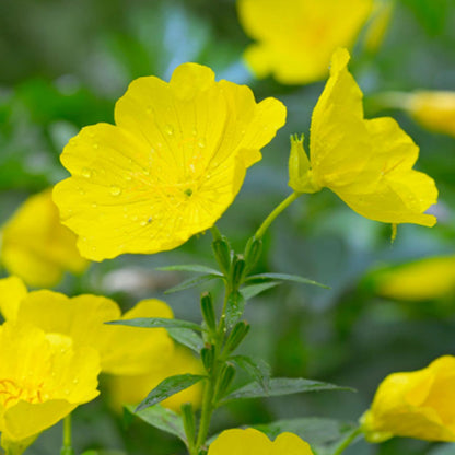 EVENING PRIMROSE SEEDS