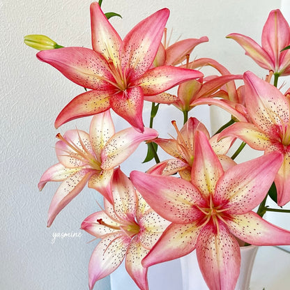 🌸Rare Lilies seeds