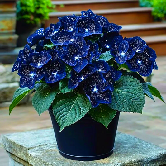 🌟Midnight blue Begonia