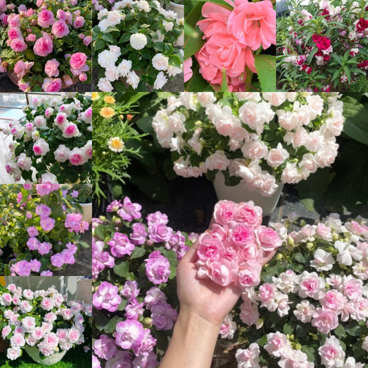 Mixed Color- Double Flower Impatiens Seeds - Mosquito and Snake Repellent Plants