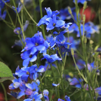 BUTTERFLY BUSH SEEDS