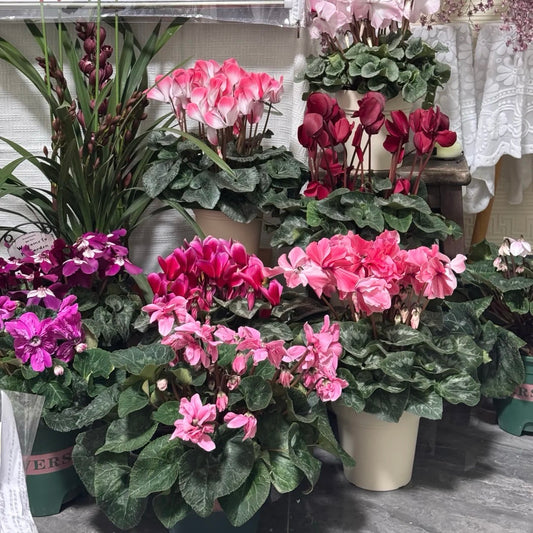 Cyclamen Flower seeds 🌼