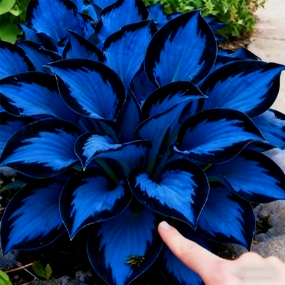 💥2026 Hot Sale 🌌Midnight Blue Heart Hosta Seeds Perennial Shade Plant for Garden