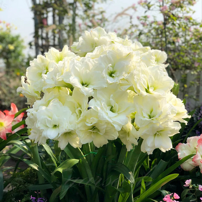 🌼Double-Petaled Perfume Amaryllis Bulbs