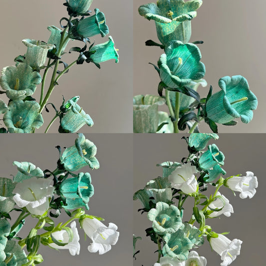 Rare Green Campanula - Bellflower Seeds🌸