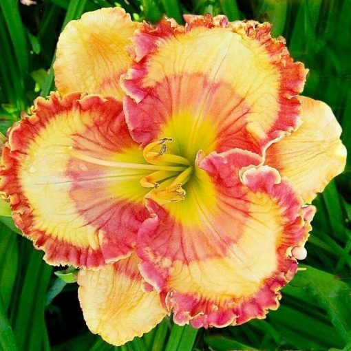 Daylily Hybrid Flowers Seed