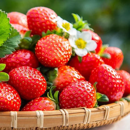 Sweet Dreamland Strawberry Cream Seeds – Premium Quality for a Sweet Harvest