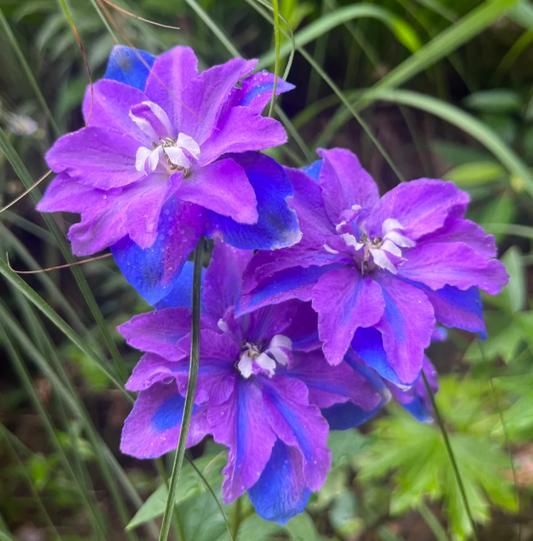 Delphinium grandiflorum