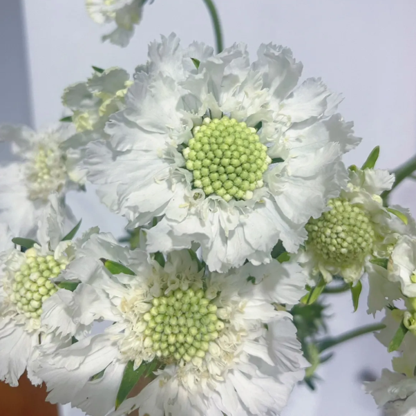 Scabiosa Comosa Seeds