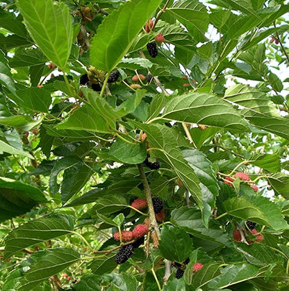 Stratified Raspberry Fruit Seeds
