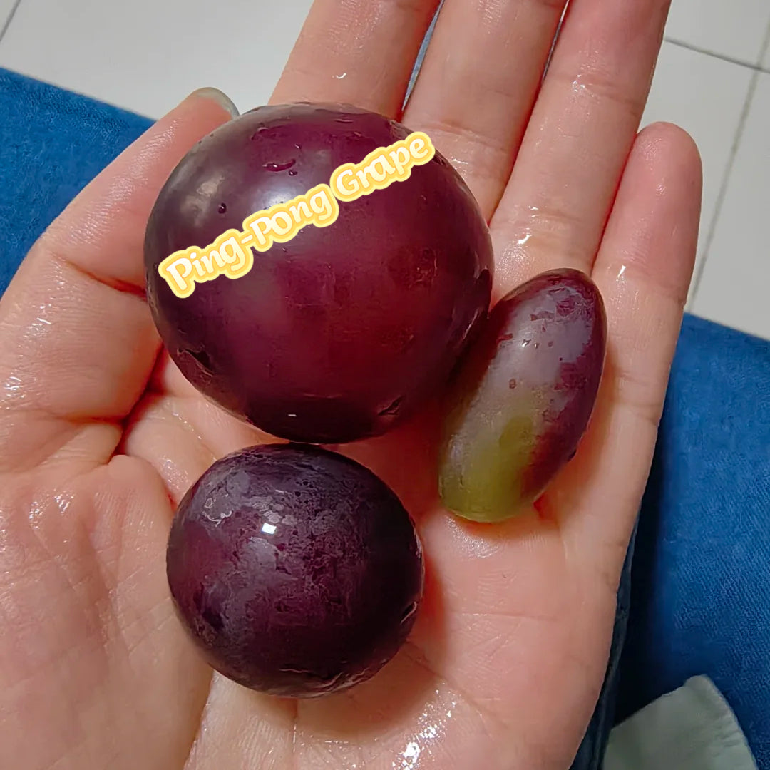 Hot Sale-Ping🎆Pong Grape Seeds🍇