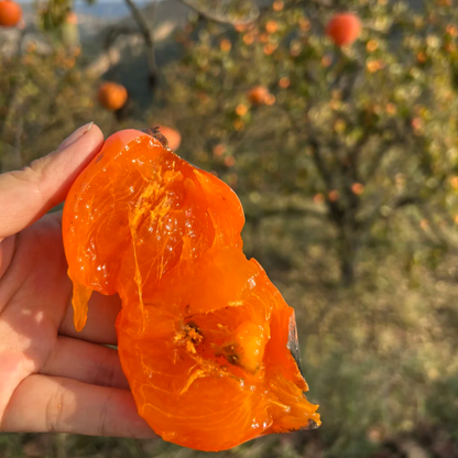 🍊 Fire Crystal Persimmon: The Honey-Sweet, Juicy Fruit That High-Yielding!