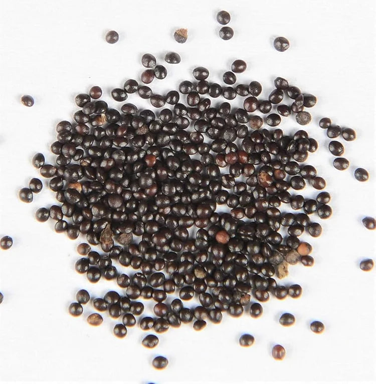 💥2025 Hot Sale 🧚 Rare colored Hosta Seeds Perennial Shade Plant for Garden