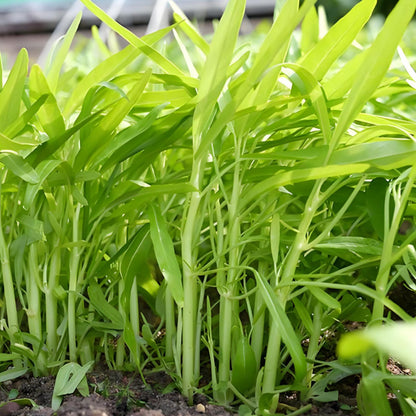 WILLOW-LEAF WATER SPINACH SEEDS