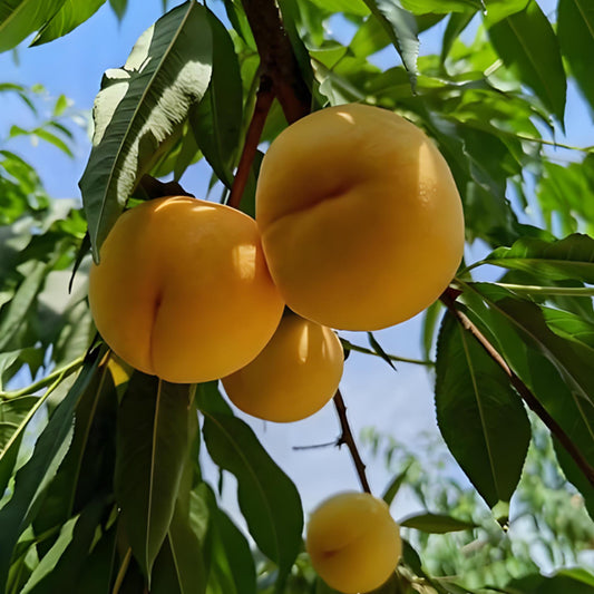 GOLDEN PEACH SEEDS