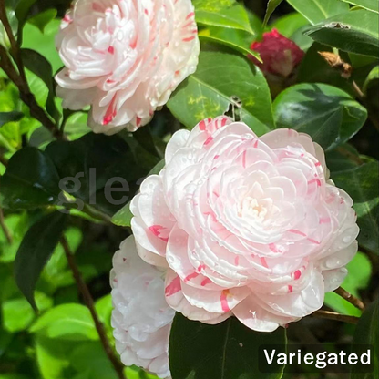 Camellia Flower Seeds – 8 Romantic Colors, Winter Blooming Beauty