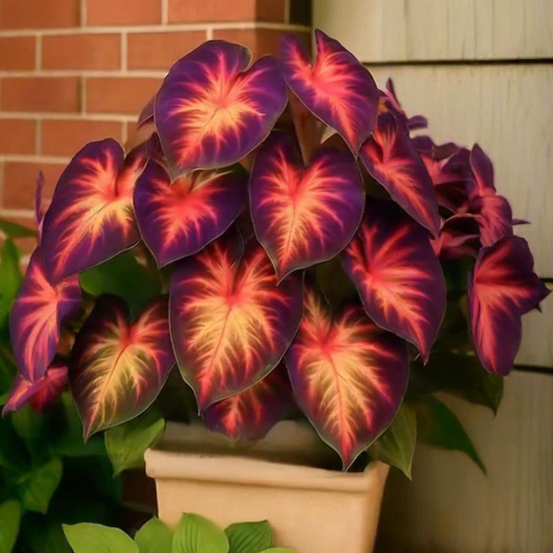 🌿Final Hours $8.99 – Rare Hosta