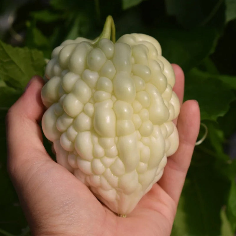 🌞The Latest Non-GMO Variety: Apple Bitter Melon — Nutrition and Flavor