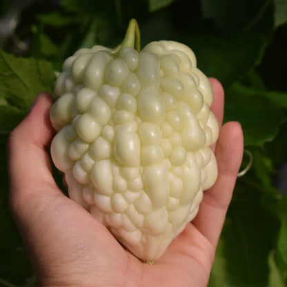 🌞The Latest Non-GMO Variety: Apple Bitter Melon — Nutrition and Flavor