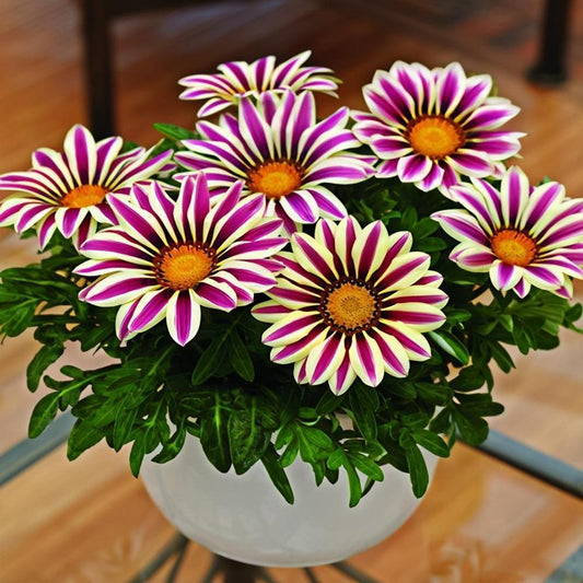 Mixed Gazania Seeds – Treasure Flower Blend