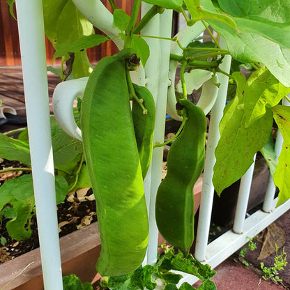 CANAVALIA ENSIFORMIS SEEDS