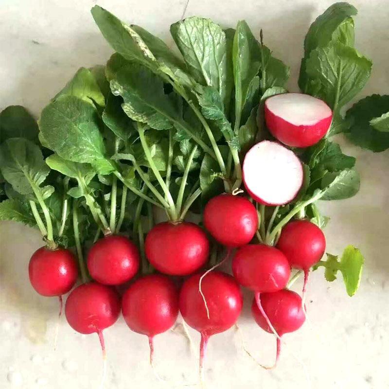 Radish Cherry Belle Seeds