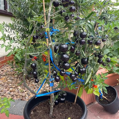 Small tomatoes with big personalities 🌈 Black • Gold • Blush varieties