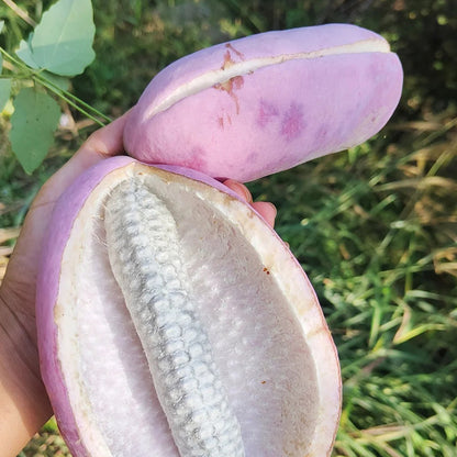 AKEBIA QUINATA SEEDS