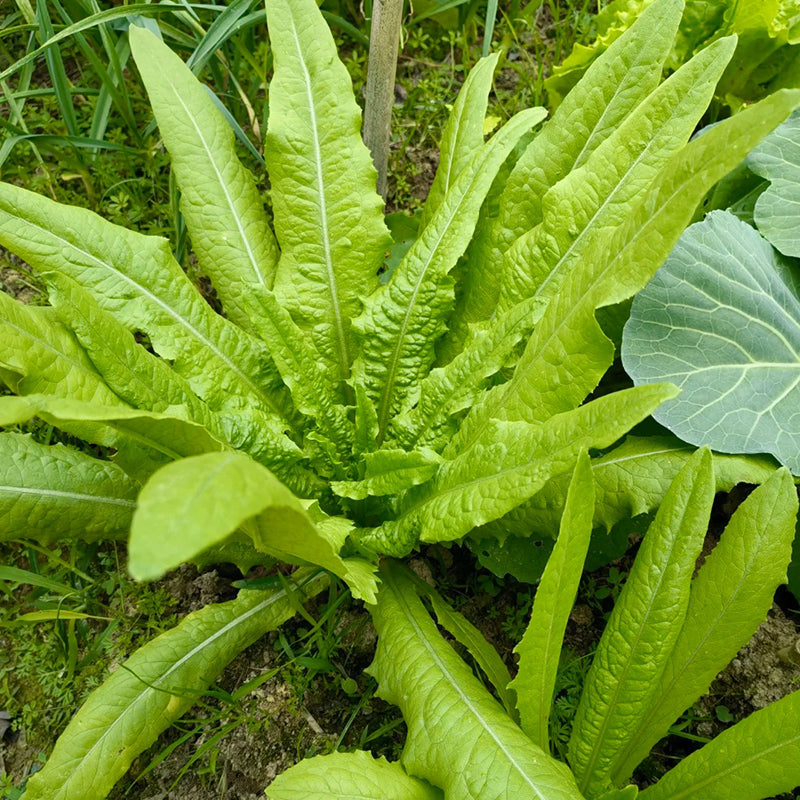 ROMAINE LETTUCE SEEDS