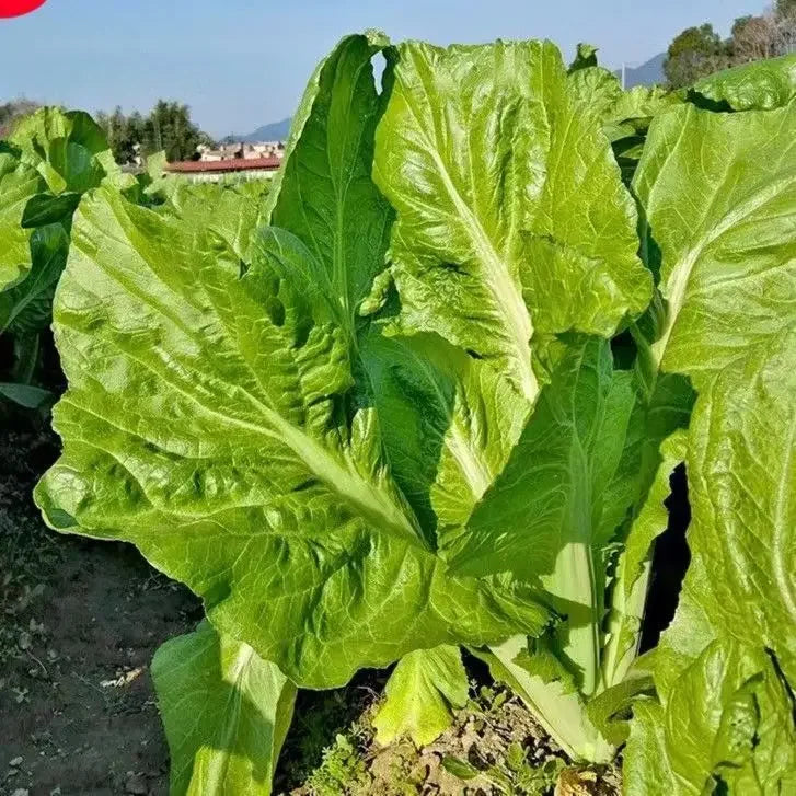 🥬LEAF MUSTARD SEEDS