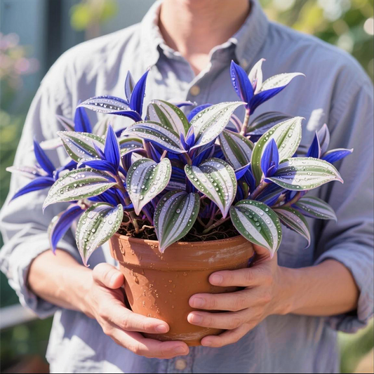 New Arrival - Charm of Lan Jin