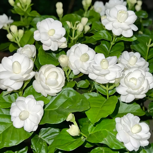 💫 Jasmine Seeds – A Touch of Beauty, A Breath of Freshness