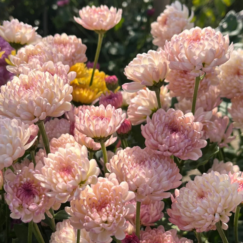 CANDY CHRYSANTHEMUM SEEDS