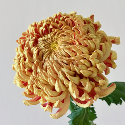 Large Double Chrysanthemum Seeds!