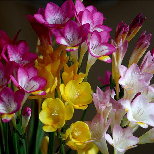 Vanilla Planifolia Bulb