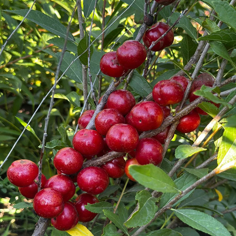 🍒DWARF CHERRY🌿PRUNUS HUMILIS SEEDS