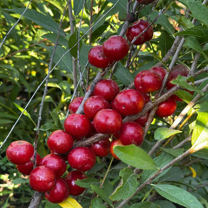 🍒DWARF CHERRY🌿PRUNUS HUMILIS SEEDS