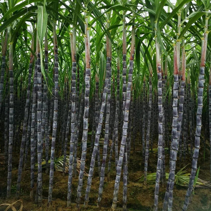 🌿🌱Winter Plantable – ✨High Germination Seeds (CP 72-2086) ✨ for Easy Home Gardens 🌿!