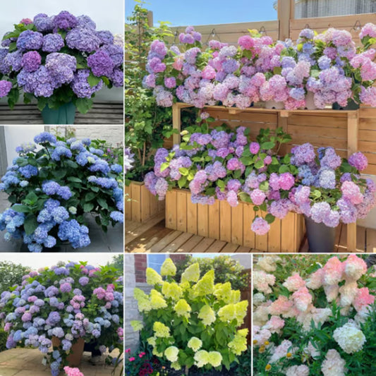✨Colorful Giant Hydrangea Seed-Perennial Flower Seeds-Easy To Plant🍃