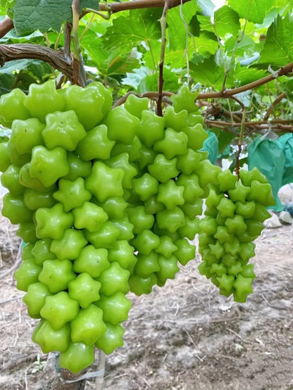 🎆Hot Sale🥂Rare And Beautiful Breed🌟Star Grape Seeds🍇