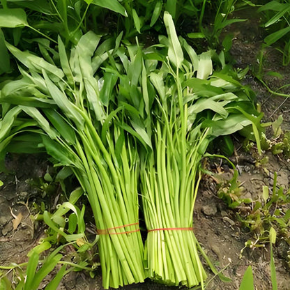 WILLOW-LEAF WATER SPINACH SEEDS