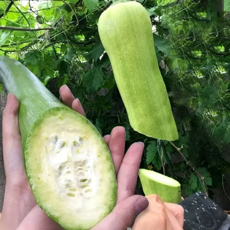 🥒MEAT LOFOAH SEEDS